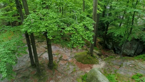 Flight inside rocky mountain forest with Green vegetation growing on a cliff Stock Footage 94744759