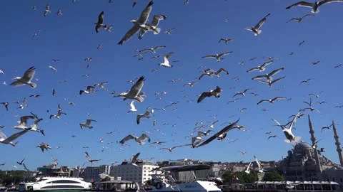 Flight of Joy: Birds Dancing in the Sky Stock Footage 247902679