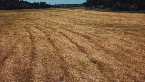 Flight on a kopter to a beautiful grove Stock Footage 112304775