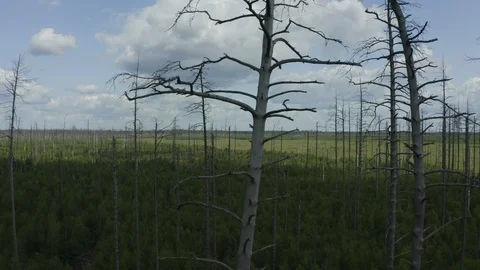 Flight of the kopter at the deceased from a forest fire the forest Stock Footage 113517154