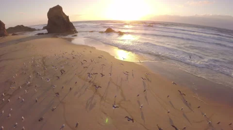 Flight into large flock of seagulls on the beach at sunset - Portugal Stock Footage 64646991