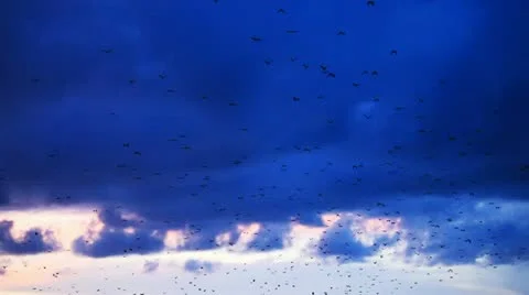 The flight of Large Flying Fox at Komodo National Park Stock Footage 12440321