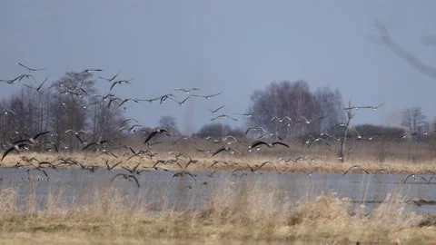 The flight of a large herd on the background of the backwaters, 4K slomo Stock Footage 171322270