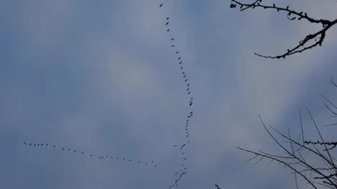 The flight of a large number of cormorants from north to south due to the cold w Stock Footage 325994554