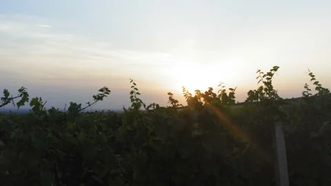 Flight from a large vineyard with a sunset in the background 库存影片 138444801
