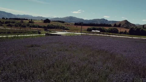 A flight into a lavender field Stock Footage 170038973