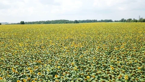 Flight low over the field with yellow sunflowers Stock Footage 92640355