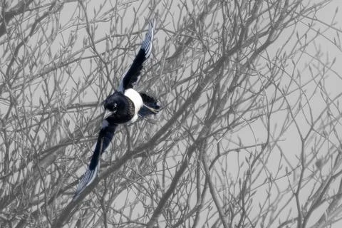 Flight of a Magpie Stock Photos
