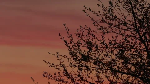 Flight of May bugs in the spring evening - silhouette of the branches Stock Footage 100459087