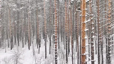 Flight in the middle of a snowy pine forest in winter. Bird's eye view Stock Footage 294968657