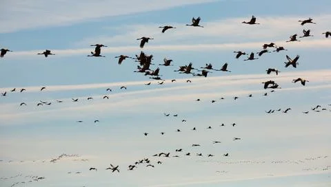 Flight of migrating cranes in cloud sky Stock Photos