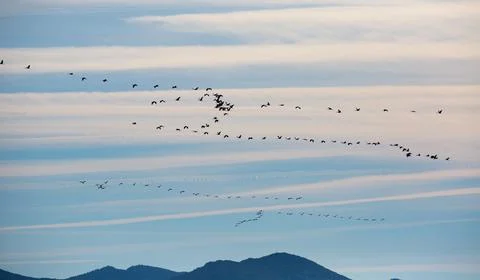 Flight of migrating cranes in cloud sky Stock Photos
