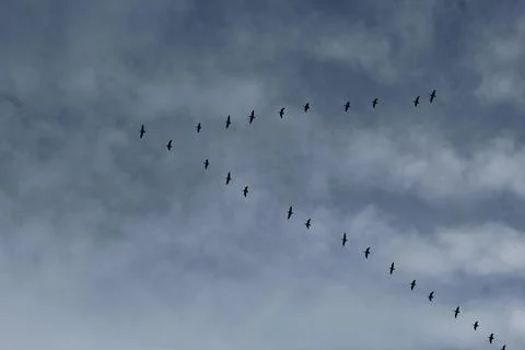 Flight, migration of a flock of birds against Stock Photos