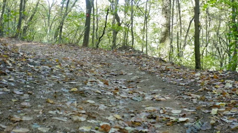 Flight near the ground on a forest path Stock Footage 140345054
