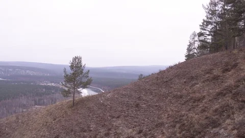 Flight near tree on hill 스톡 동영상 123710216