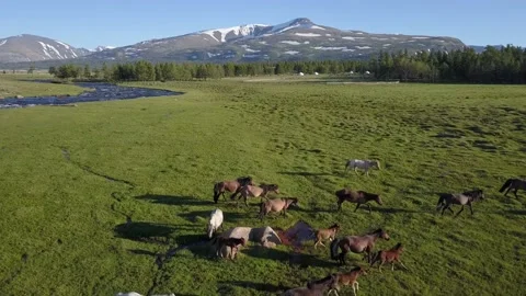 Flight next to Khovd River to Herd of Horses Stock Footage 149186279