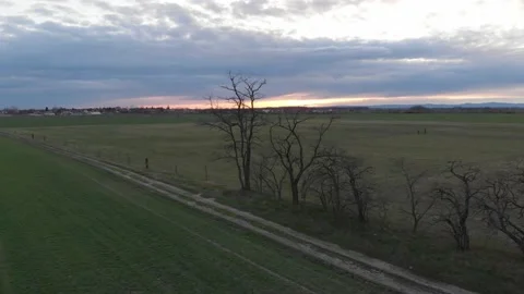 Flight next to tree branches into the sunset Video stock 232720731