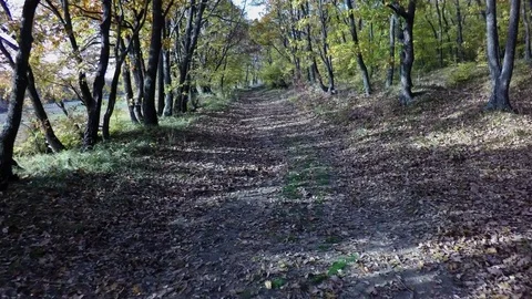 Flight in oak forest Stock Footage 82279932