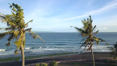 Flight to the ocean through palm trees Stock Footage 123157453