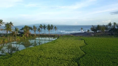 Flight to the ocean through palm trees Stock Footage 123158076