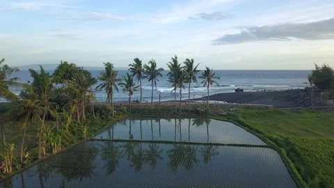 Flight to the ocean through palm trees Stock Footage 123158452