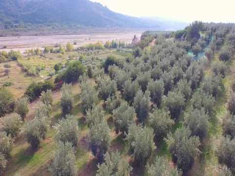 Flight on olive trees fields Stock Footage 72444387