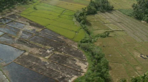 Flight over 3 stages of rice fields Stock Footage 558372