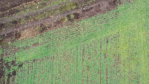 Flight over agricultural fields Stock Footage 124807621