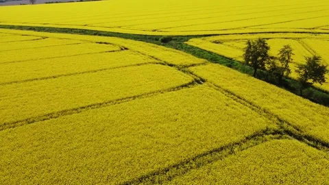 Flight over agricultural fields of yellow rapeseed crossed by parallel lines Stock Footage 248250150