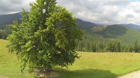 Flight over alone tree l in mountains  .Aerial  shot  Stock Footage 43248660