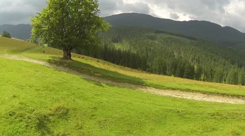 Flight over alone tree  in mountains  in windy day  .Aerial  shot  Vidéo 43248681