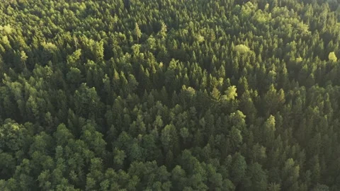 Flight over alpine forest durring sunset among rural path. Stock Footage 138261309