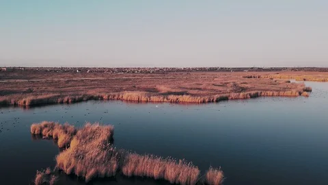 Flight over amazing river where there are a lot of birds and yellow reeds during Stock Footage 128617032