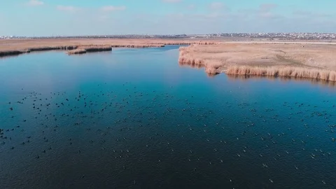 Flight over amazing river where there are a lot of birds and banks with yellow r Stock Footage 128617217