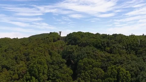 Flight over the Anaga mountain range. Relict forest of Anaga in the Canary Stock Footage 219285912
