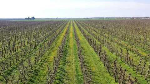 Flight over an apple orchard Stock Footage 127837590