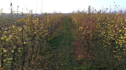 Flight over apple orchard, slowmotion, aerial view Stock Footage 123663603