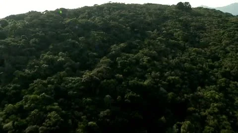Flight Over the Atlantic Tropical Forest Video stock 12143595