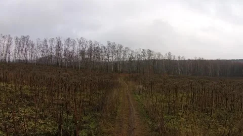 Flight over autumn birch forest in cloudy weather Stock Footage 45979319
