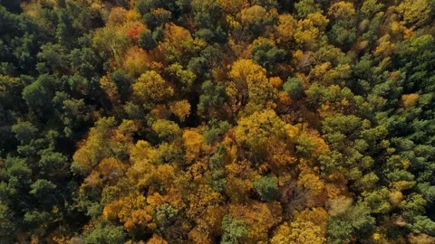 Flight over autumn colored mixed forest. Video stock 217814914