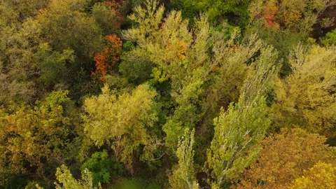 Flight over the autumn forest 2 Stock Footage 343358112
