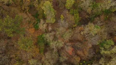 Flight over the autumn forest 50 Stock Footage 343390874