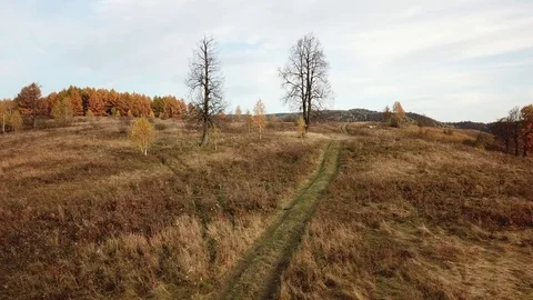 Flight over the autumn forest above the road between the trees Stock Footage 81004027