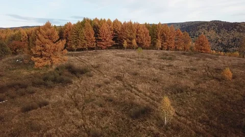 Flight over the autumn forest and larch Stock Footage 81003727