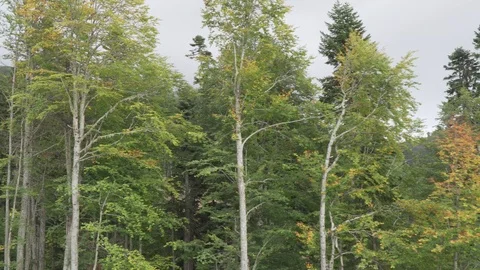 Flight over autumn forest in cloudy weather Stock Footage 117413622