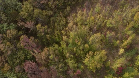 Flight over autumn forest in Crimea on top 2 Vídeo Stock 123707053