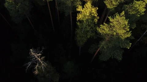 Flight over the autumn forest on a drone Stock Footage 223487006