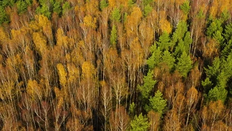 Flight over the autumn forest. Fall season. Stock Footage 288527748