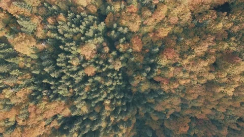 Flight over the autumn forest. Flying over the trees. Several views in one video Stock Footage 146664583