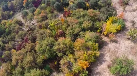 Flight over the autumn forest Stock Footage